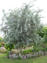 Buttonwood Silver Std 10G [Conocarpus Eerectus Serviceu]